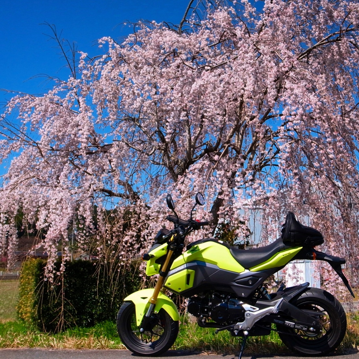 yellowgromさんが投稿した愛車情報(GROM｜グロム)
