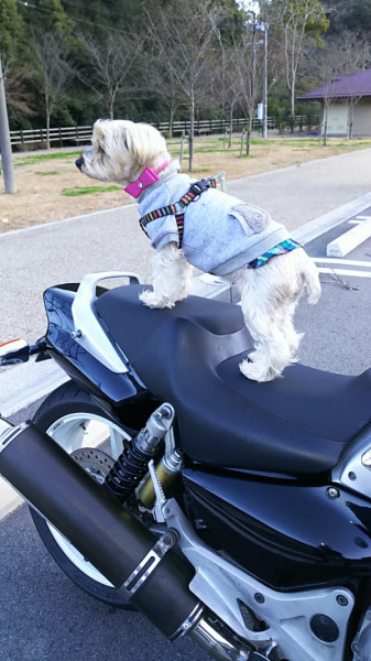 ミカパパさんが投稿したバイクライフ
