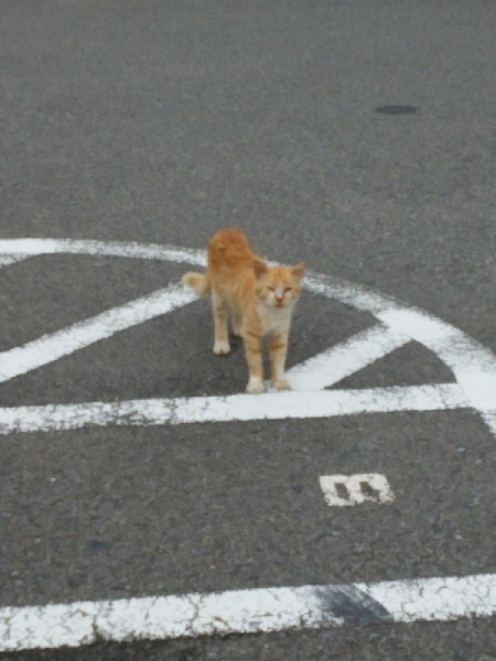majikonさんが投稿したバイクライフ
