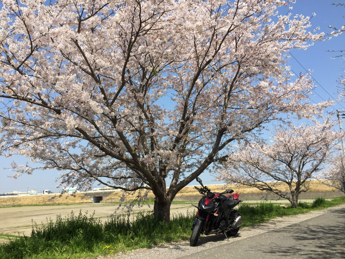 リッキーさんが投稿したバイクライフ