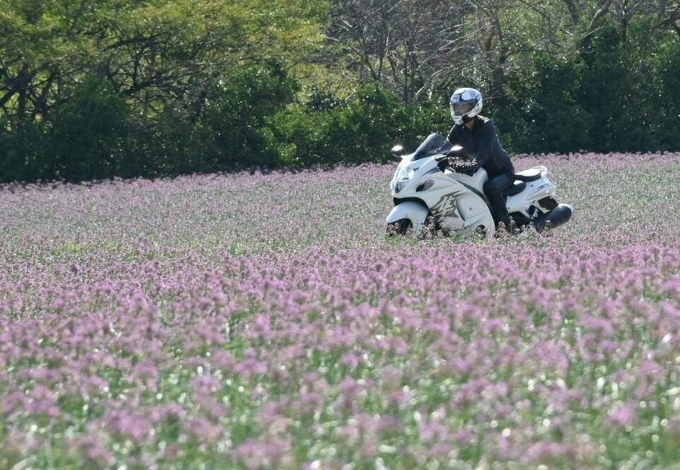 花畑様 GWここにいこう！花畑【三重】 | Trip.com 桑名